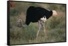 Male Ostrich-DLILLC-Framed Stretched Canvas