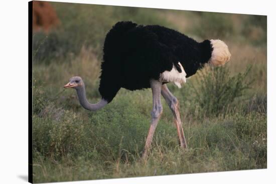 Male Ostrich-DLILLC-Stretched Canvas