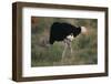 Male Ostrich-DLILLC-Framed Photographic Print