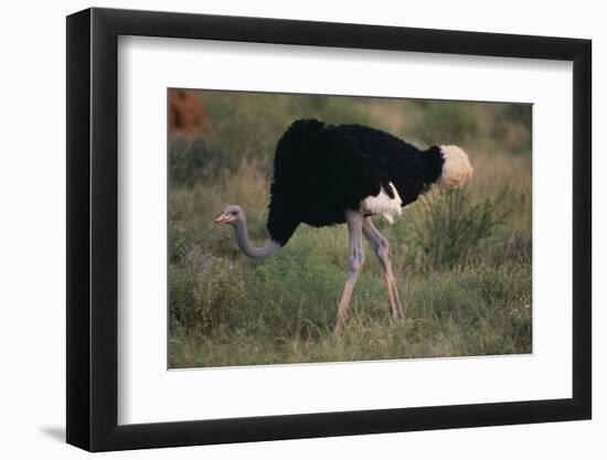 Male Ostrich-DLILLC-Framed Photographic Print