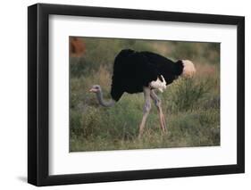 Male Ostrich-DLILLC-Framed Photographic Print