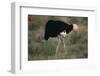 Male Ostrich-DLILLC-Framed Photographic Print