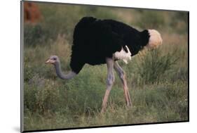 Male Ostrich-DLILLC-Mounted Photographic Print