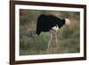 Male Ostrich-DLILLC-Framed Photographic Print