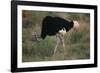 Male Ostrich-DLILLC-Framed Photographic Print