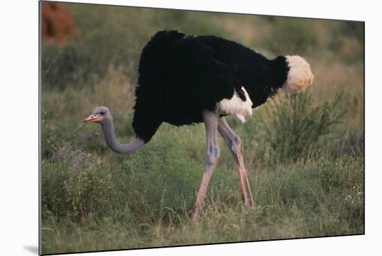 Male Ostrich-DLILLC-Mounted Photographic Print