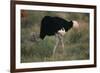 Male Ostrich-DLILLC-Framed Photographic Print