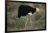 Male Ostrich-DLILLC-Framed Photographic Print