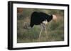 Male Ostrich-DLILLC-Framed Photographic Print