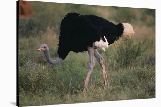 Male Ostrich-DLILLC-Stretched Canvas