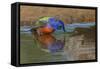 Male Painted bunting and reflection while bathing, Rio Grande Valley, Texas-Adam Jones-Framed Stretched Canvas