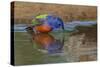 Male Painted bunting and reflection while bathing, Rio Grande Valley, Texas-Adam Jones-Stretched Canvas