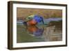 Male Painted bunting and reflection while bathing, Rio Grande Valley, Texas-Adam Jones-Framed Photographic Print