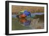 Male Painted bunting and reflection while bathing, Rio Grande Valley, Texas-Adam Jones-Framed Photographic Print