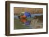 Male Painted bunting and reflection while bathing, Rio Grande Valley, Texas-Adam Jones-Framed Photographic Print