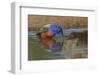 Male Painted bunting and reflection while bathing, Rio Grande Valley, Texas-Adam Jones-Framed Photographic Print