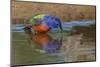 Male Painted bunting and reflection while bathing, Rio Grande Valley, Texas-Adam Jones-Mounted Photographic Print