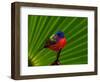 Male Painted Bunting, Everglades National Park, Florida, USA-Adam Jones-Framed Photographic Print