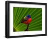 Male Painted Bunting, Everglades National Park, Florida, USA-Adam Jones-Framed Photographic Print