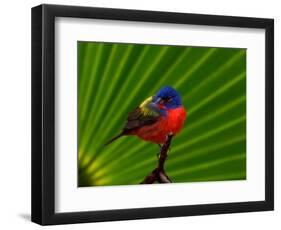 Male Painted Bunting, Everglades National Park, Florida, USA-Adam Jones-Framed Photographic Print