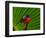 Male Painted Bunting, Everglades National Park, Florida, USA-Adam Jones-Framed Photographic Print