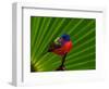 Male Painted Bunting, Everglades National Park, Florida, USA-Adam Jones-Framed Photographic Print