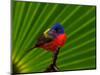 Male Painted Bunting, Everglades National Park, Florida, USA-Adam Jones-Mounted Photographic Print