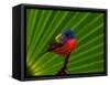 Male Painted Bunting, Everglades National Park, Florida, USA-Adam Jones-Framed Stretched Canvas