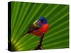 Male Painted Bunting, Everglades National Park, Florida, USA-Adam Jones-Stretched Canvas