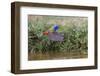 Male Painted bunting flying. Rio Grande Valley, Texas-Adam Jones-Framed Photographic Print