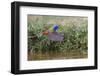 Male Painted bunting flying. Rio Grande Valley, Texas-Adam Jones-Framed Photographic Print