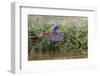 Male Painted bunting flying. Rio Grande Valley, Texas-Adam Jones-Framed Photographic Print