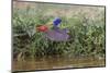 Male Painted bunting flying. Rio Grande Valley, Texas-Adam Jones-Mounted Photographic Print