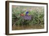 Male Painted bunting flying. Rio Grande Valley, Texas-Adam Jones-Framed Photographic Print