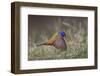 Male Painted bunting flying. Rio Grande Valley, Texas-Adam Jones-Framed Photographic Print