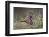 Male Painted bunting flying. Rio Grande Valley, Texas-Adam Jones-Framed Photographic Print