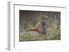 Male Painted bunting flying. Rio Grande Valley, Texas-Adam Jones-Framed Photographic Print