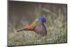 Male Painted bunting flying. Rio Grande Valley, Texas-Adam Jones-Mounted Photographic Print