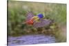 Male Painted bunting flying. Rio Grande Valley, Texas-Adam Jones-Stretched Canvas