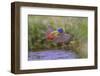 Male Painted bunting flying. Rio Grande Valley, Texas-Adam Jones-Framed Photographic Print