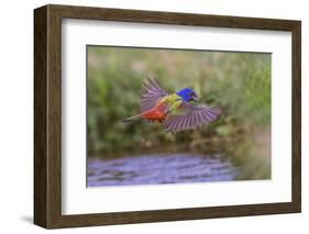 Male Painted bunting flying. Rio Grande Valley, Texas-Adam Jones-Framed Photographic Print