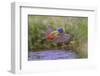 Male Painted bunting flying. Rio Grande Valley, Texas-Adam Jones-Framed Photographic Print