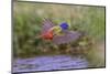 Male Painted bunting flying. Rio Grande Valley, Texas-Adam Jones-Mounted Photographic Print