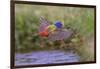 Male Painted bunting flying. Rio Grande Valley, Texas-Adam Jones-Framed Photographic Print