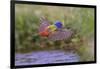 Male Painted bunting flying. Rio Grande Valley, Texas-Adam Jones-Framed Photographic Print