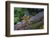 Male Painted bunting. South Padre Island, Texas-Adam Jones-Framed Photographic Print