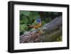 Male Painted bunting. South Padre Island, Texas-Adam Jones-Framed Photographic Print