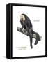 Male Pale-Headed Saki (Pithecia Pithecia), Monkey, Mammals-Encyclopaedia Britannica-Framed Stretched Canvas