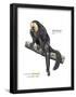 Male Pale-Headed Saki (Pithecia Pithecia), Monkey, Mammals-Encyclopaedia Britannica-Framed Poster