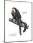 Male Pale-Headed Saki (Pithecia Pithecia), Monkey, Mammals-Encyclopaedia Britannica-Mounted Poster